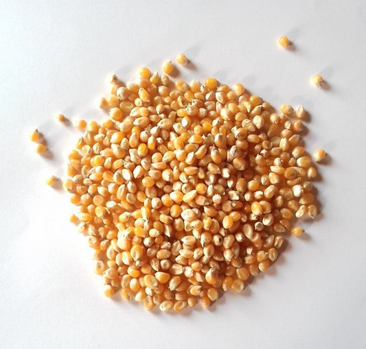 Maïs popcorn bio - 1